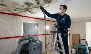 Mold remediation service widget for water damage cleanup in Port Charlotte, FL
